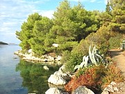 Molat - piante e sentieri lungomare